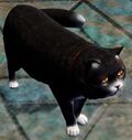 Black Cat.jpg