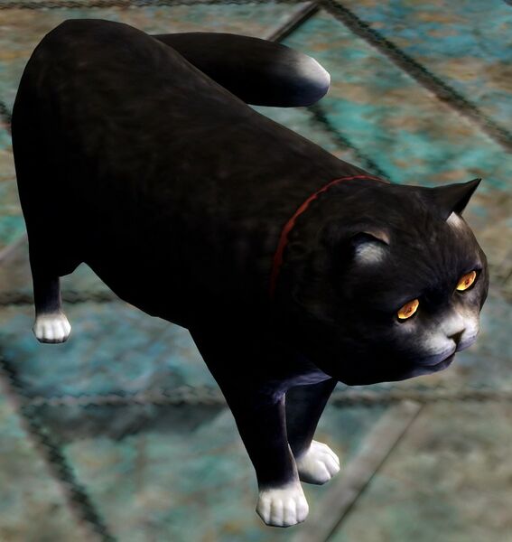 File:Black Cat.jpg