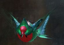 Magnificent Hummingbird Skimmer Skin.jpg