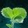 Germinate Strawberry.png