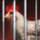 Not Cage-Free.png