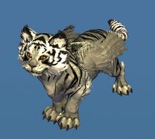 Mini White Tigris Cub.jpg