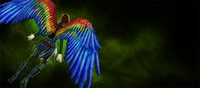 Macaw Wings Glider Combo banner.jpg