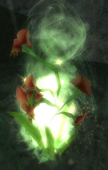 File:Pungent Gladiolus.jpg