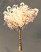 Small Canthan Cherry Tree.jpg