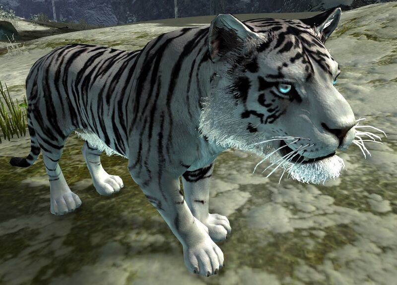 File:White Tiger.jpg