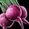 Beet.png