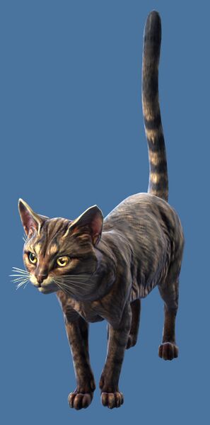 File:Mini Brown Tabby Cat.jpg