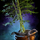 Potted Bamboo Cluster.png
