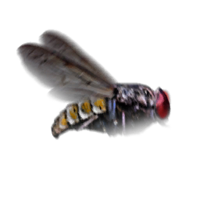 Housefly animation.png