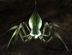 Cave Spider Hatchling.jpg