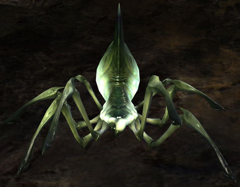 File:Cave Spider Hatchling.jpg