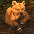 Lowland Kodan cub Wildstalker sit .jpg