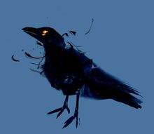 Mini Oxidecimus the Shadow Raven.jpg