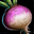 Turnip.png