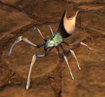 Spider (ambient creature) IBSaga.jpg
