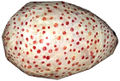 Abandoned Griffon Egg.jpg