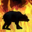 Burn a Fireheart Rise Black Bear