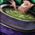 Bowl of Poultry and Leek Soup.png