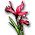 Red Iris Flower.jpg