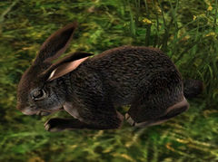 Rabbit (Black).jpg