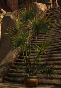 Potted Fan Palm.jpg