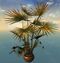 Potted Fan Palm.jpg