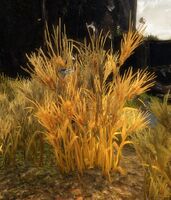 Infested Crop (Wheat).jpg