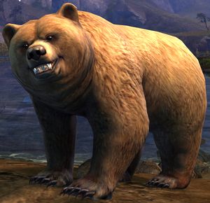 Juvenile Brown Bear - Guild Wars 2 Wiki (gw2w)