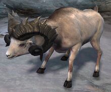 Longhorn Ram.jpg