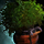 Potted Shrub.png
