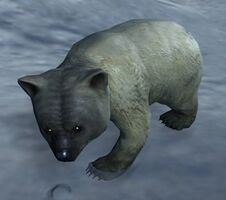 Polar Bear Cub.jpg