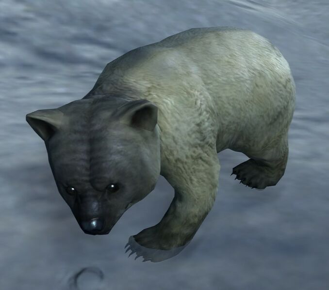 File:Polar Bear Cub.jpg