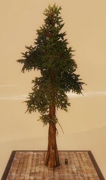 File:Typical Drizzlewood Coast Tree Token.jpg