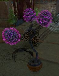 Potted Sprouting Night Thistle.jpg