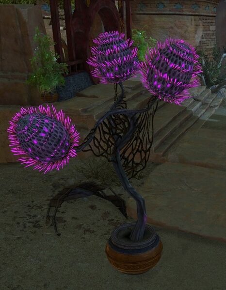 File:Potted Sprouting Night Thistle.jpg