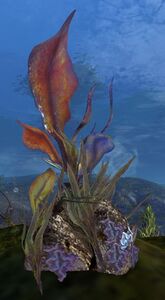 Seaweed (node).jpg