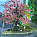 Bloom of Seitung location.jpg