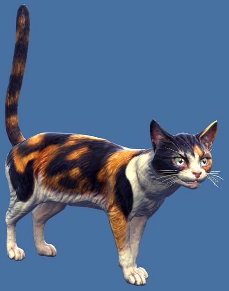 File:Mini Calico Cat.jpg