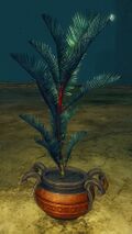 120px-Potted_Blue_Moa_Fern.jpg