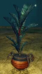 Potted Blue Moa Fern.jpg