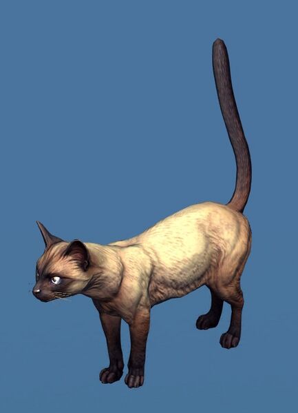 File:Mini Siamese Cat.jpg
