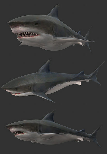File:Shark render.jpg