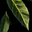 Bay Leaf.png