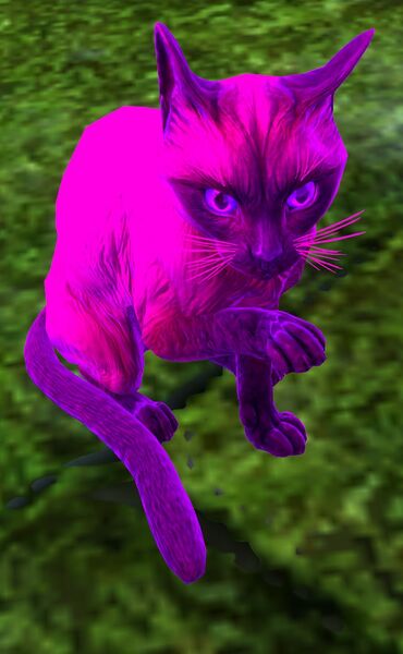 File:Purple Cat.jpg