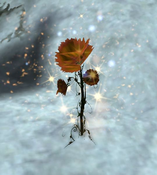 File:Alpine Lily.jpg
